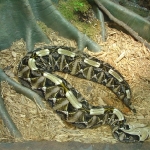 Tučný had