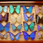 Modré motýle