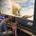 Ľadový medveď - dioráma