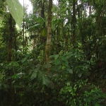 Dažďový prales