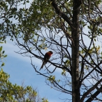 Papagáj na strome