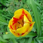 18_tulipan