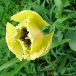 19_strapaty_tulipan
