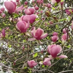 22_magnolia