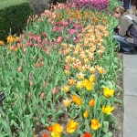 29_iva_a_tulipany