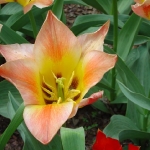 32_spicaty_tulipan