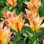 33_spicate_tulipany