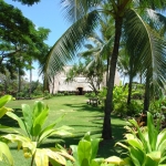 Domčeky medzi palmami