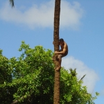 Samoan lezie na palmu