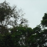 Opice na strome