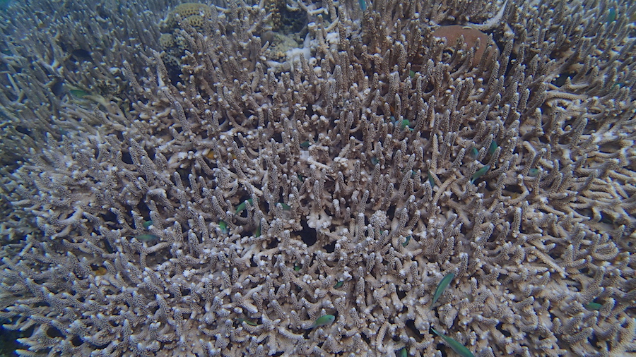 Koral s rybkami