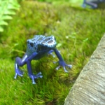 Jedovatá modrá žaba