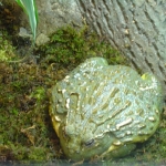 Tučná žaba