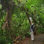 Chodník pralesom