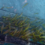 School of fish