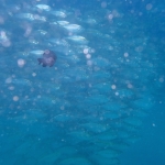 School of fish