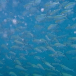 School of fish