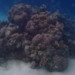 Rybky a koraly