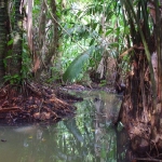 Tropická džungľa