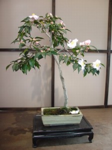Kvitnúci bonsai