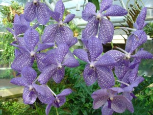 Orchidea