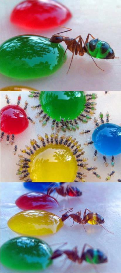 Farebné mravce