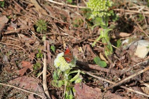 Kubkov obľúbený motýľ